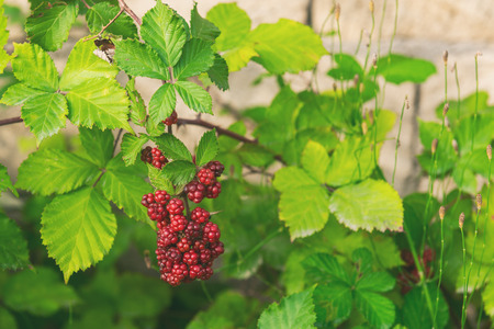 Ripening blackberry in garden
