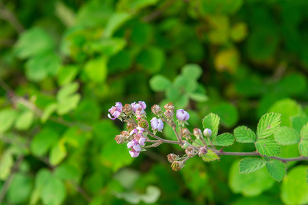 Blooming blackberry bush