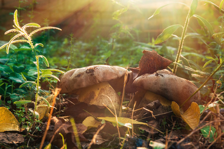 Mushrooms in the grassの写真素材