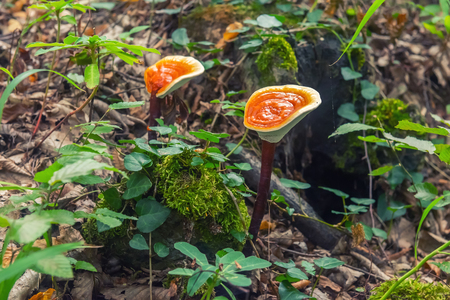 Mushroom in the forestの写真素材