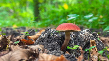 Mushroom in the forest