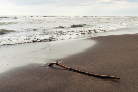 Coast, cloudy weather, old tree snagの写真素材