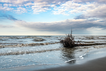 Fallen tree by the sea beachの写真素材