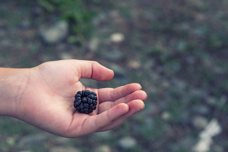 Big blackberry on the palm in handの写真素材