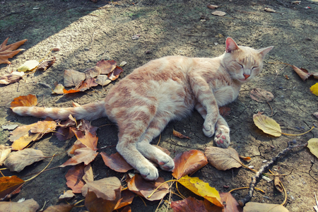 Homeless ginger beautiful cat in parkの写真素材