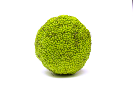 Maclura pomifera fruit isolated on white background