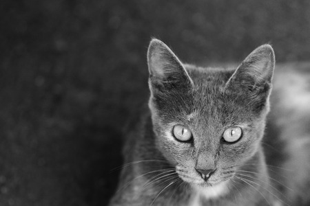 Portrait of a cute gray catの写真素材