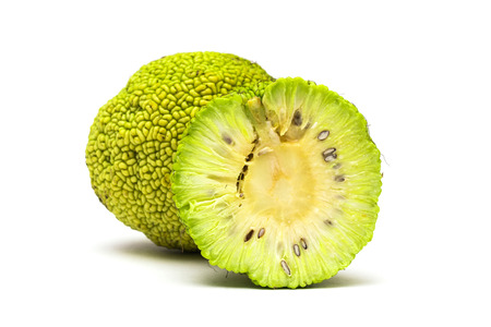 Maclura pomifera fruit isolated on white background