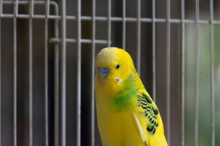 Yellow parrot in a cageの写真素材