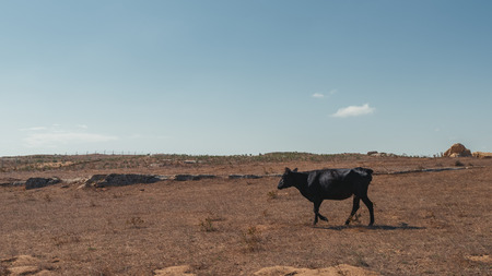 Grazing skinny cows on top of a mountainの写真素材