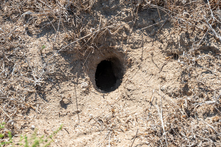 Deep animal hole in the groundの写真素材