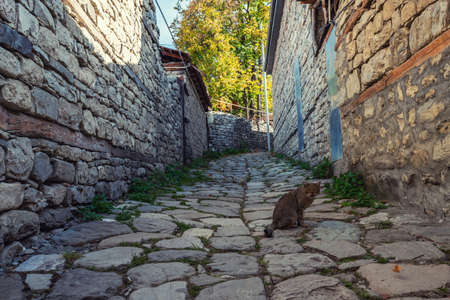 Cute cat on the streetの写真素材