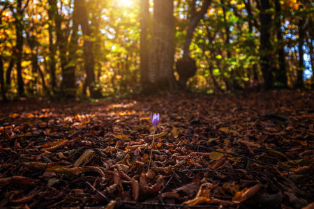 Colorful autumn forest landscapeの写真素材