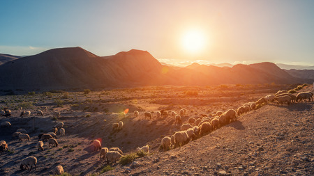 Herd of livestock in the pastureの写真素材
