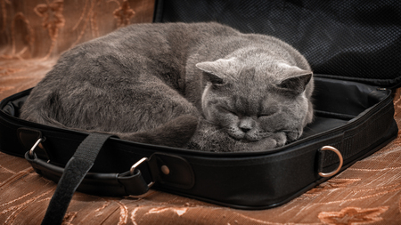 British shorthair cat sleeping in a laptop caseの写真素材