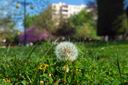 Dandelion flowers in a city parkの写真素材