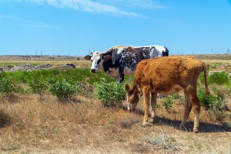 Spotted cow with a skinny calf on the fieldの写真素材