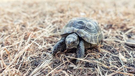 tortoise on dry grassの写真素材