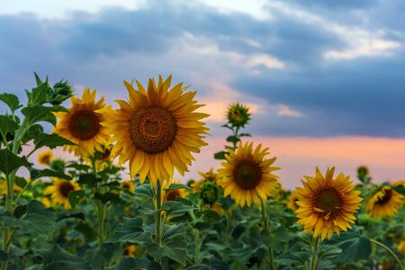 Blooming sunflower field at sunset timeの写真素材