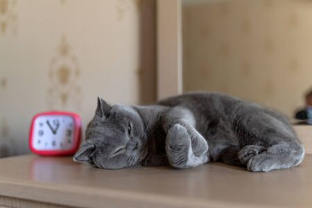 British shorthair cat sleeping on a tableの写真素材