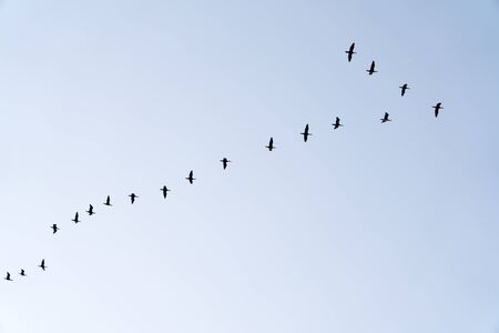 Flock of migratory birds in flightの写真素材