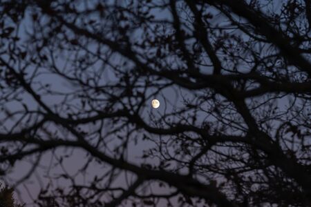 Moonlight through the branches of a treeの写真素材