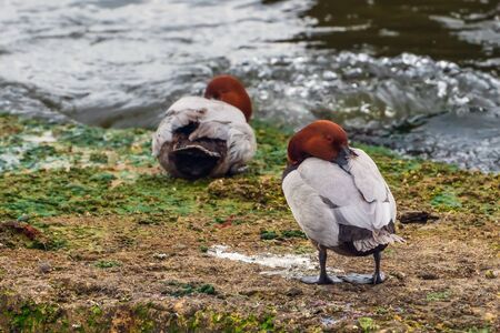 Redhead duck on stone. Aythya americanaの写真素材