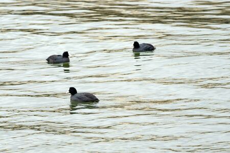 Coot birds on the seaの写真素材