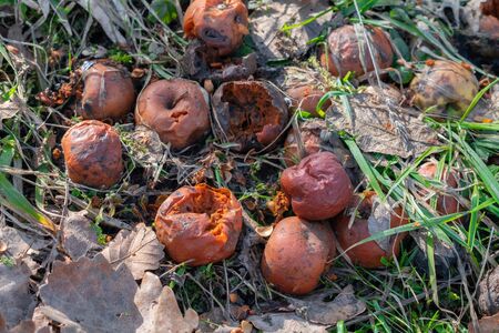 Rotten apples in the garden
