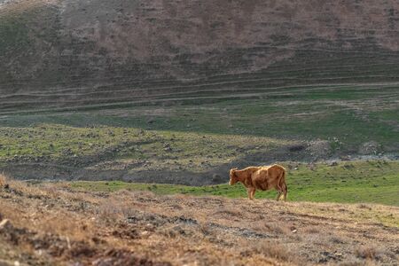 Brown skinny cow on a mountainside