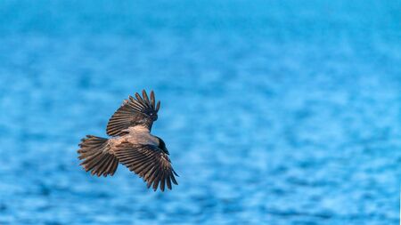 Crow bird in flight by the sea