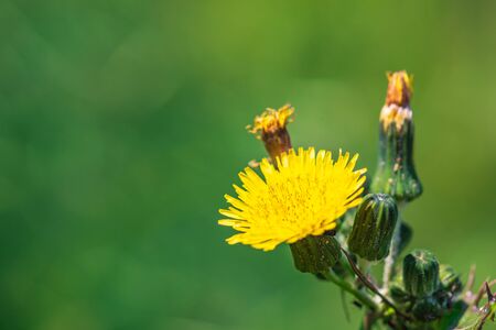 Sonchus asper flower, also commonly known as  prickly sow thistle, rough milk thistle, spiny...