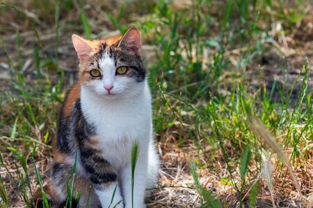 Cute tricolor cat in the garden