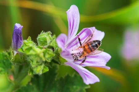 A bee pollinates a flower and collects honeyの写真素材