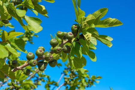 Fig berries on a tree