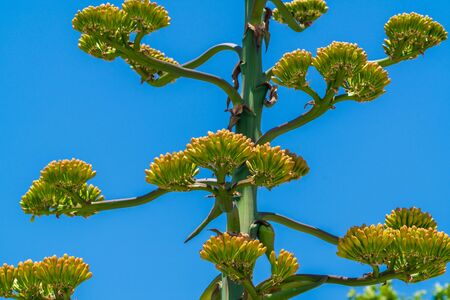 Flowering agave bush. Dies off after floweringの写真素材