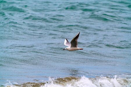Large seagull bird in flight