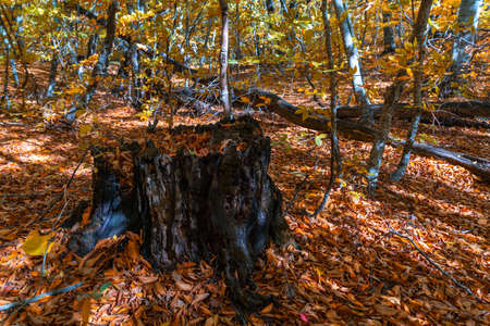 Old stump in autumn forest dry yellow leaves