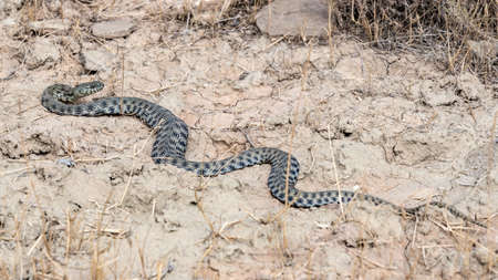 Long dangerous snake in the field