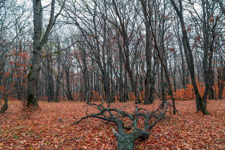 Beautiful yellow autumn forest, fallen leaves