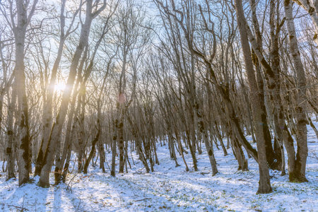 Bare trees in the winter forestの写真素材