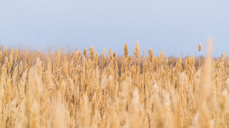 Dry reeds against the sky, selective focusの写真素材