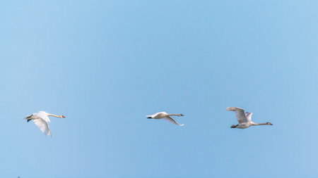 A flock of swans in flightの写真素材