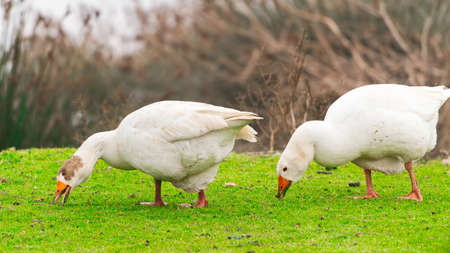 Geese graze on a green meadow