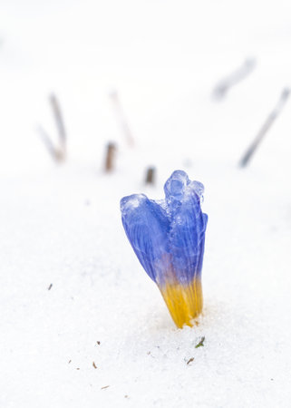 Crocus flower climbs through the snowの写真素材