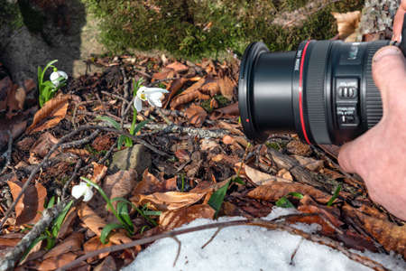 Snowdrops in the spring forestの写真素材