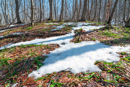 Melting snow in spring forestの写真素材