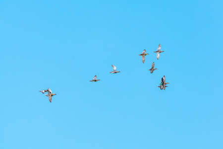 Flock of ducks flying in blue sky