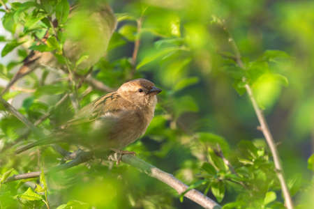Sparrow on a tree branchの写真素材