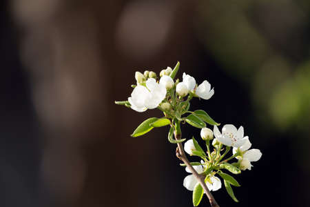 Blooming pear branch in garden